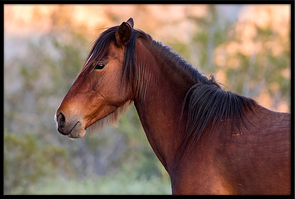 Salt River Wild Horse