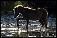Salt River Wild Horse