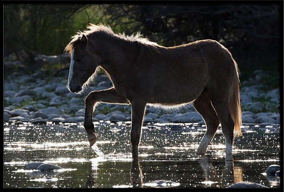 Salt River Wild Horse