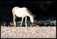 Salt River Wild Horse