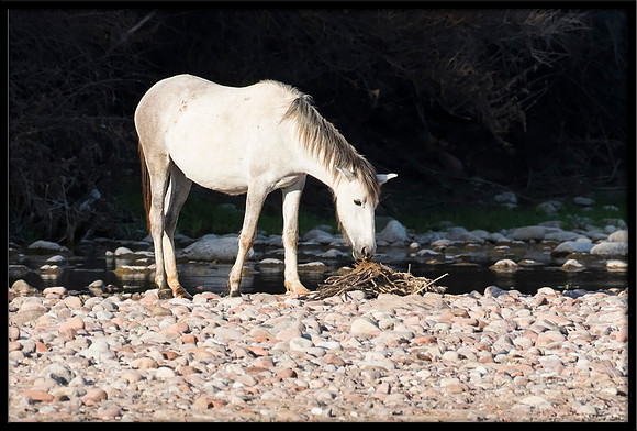 Salt River Wild Horse