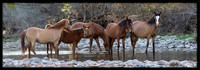 Salt River Wild Horse