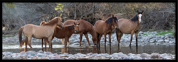 Salt River Wild Horse