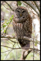 Barred Owl