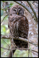 Barred Owl