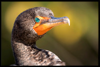 Double Crested Cormorant