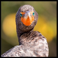 Double Crested Cormorant