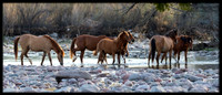 Salt River Wild Horse