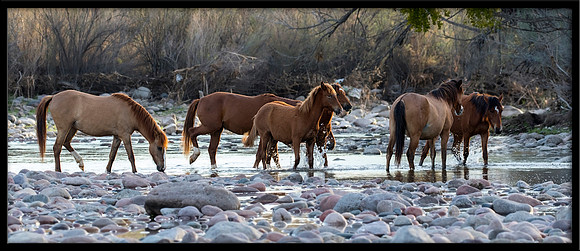 Salt River Wild Horse