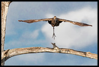 Limpkin