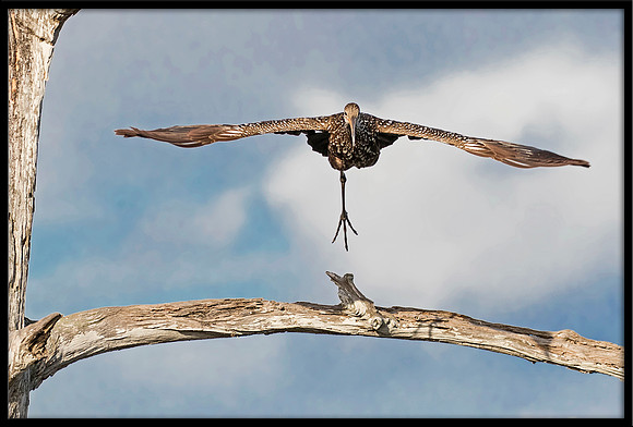 Limpkin