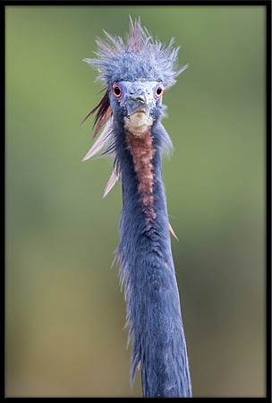 Tricolored Heron