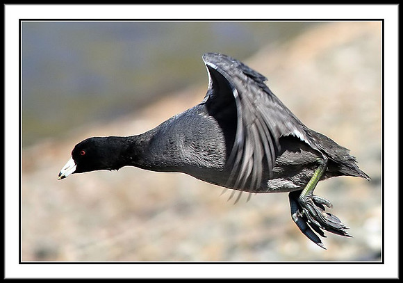 Coot