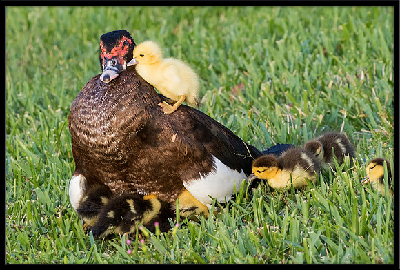 Muscovy Duck With Ducklings