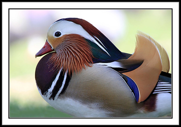Mandarin Duck