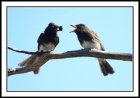 Black Phoebe feeding sequence - 2 of 7