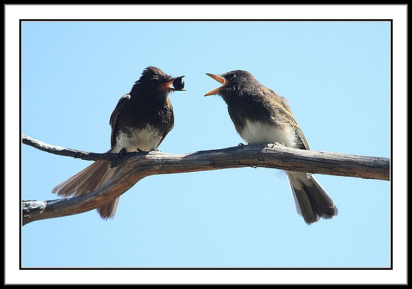 Black Phoebe feeding sequence - 2 of 7