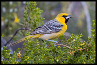 Streak-backed Oriole