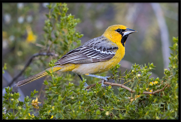 Streak-backed Oriole