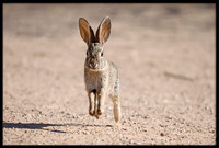 Desert Cottontail
