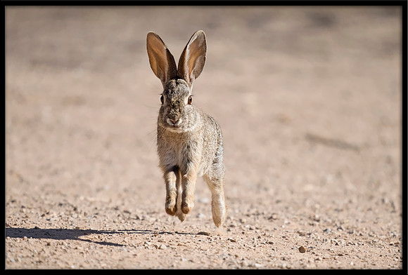 Desert Cottontail