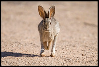 Desert Cottontail