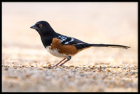 Spotted Towhee