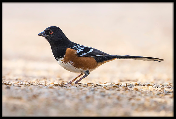 Spotted Towhee