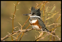 Belted Kingfisher