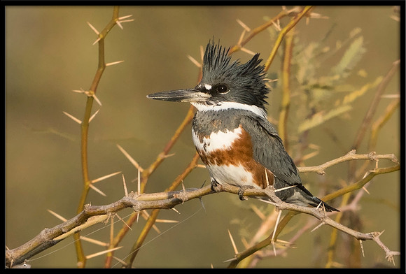 Belted Kingfisher