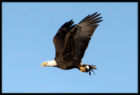 Bald Eagle with Ruddy Duck prey