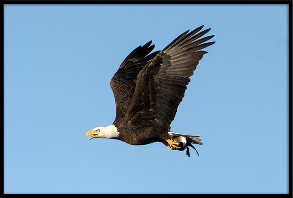 Bald Eagle with Ruddy Duck prey