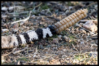 Western Diamondback Rattlesnake