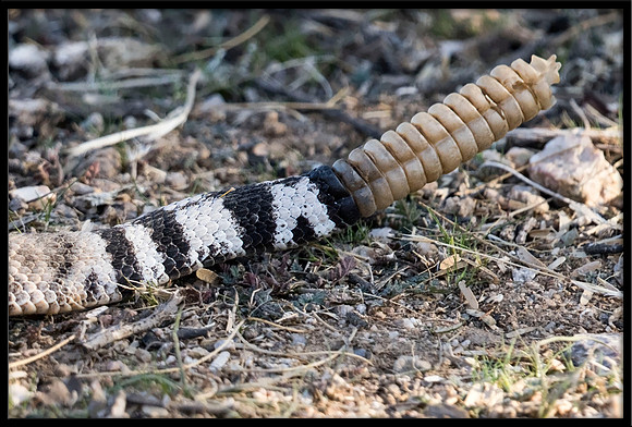 Western Diamondback Rattlesnake