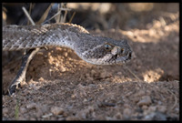 Western Diamondback Rattlesnake