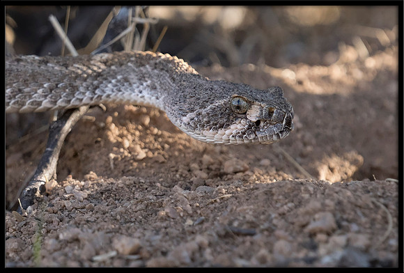 Western Diamondback Rattlesnake