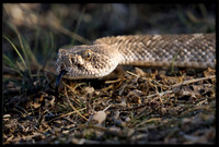 Western Diamondback Rattlesnake