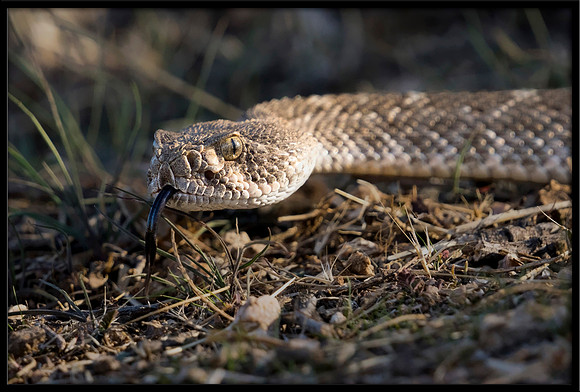 Western Diamondback Rattlesnake
