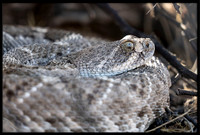 Rattlesnakes