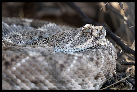 Western Diamondback Rattlesnake