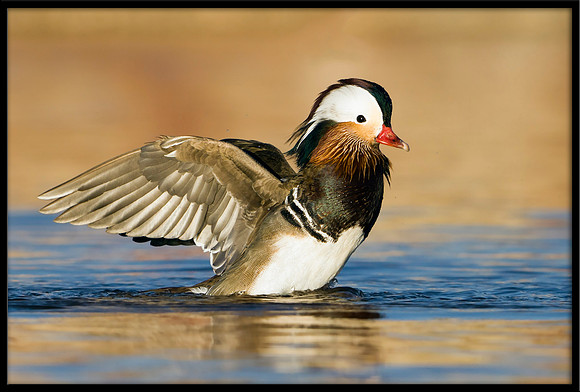 Mandarin Duck