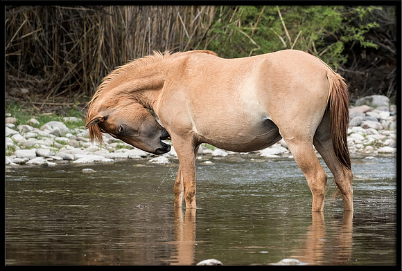 Salt River Wild Horse