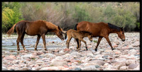 Salt River Wild Horse