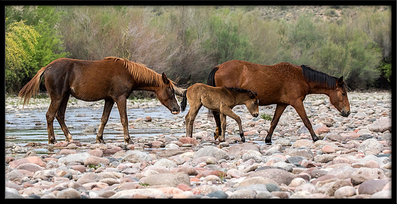 Salt River Wild Horse