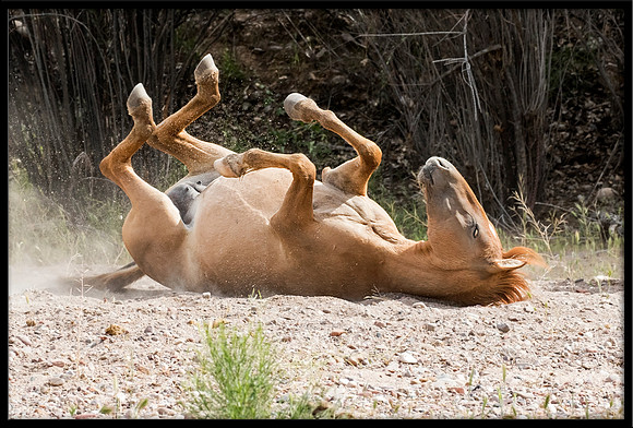 Salt River Wild Horse