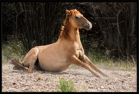 Salt River Wild Horse