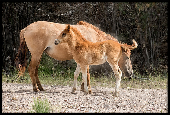 Salt River Wild Horse