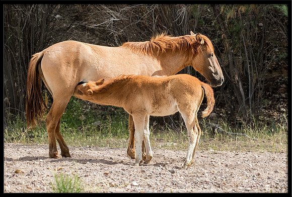 Salt River Wild Horse