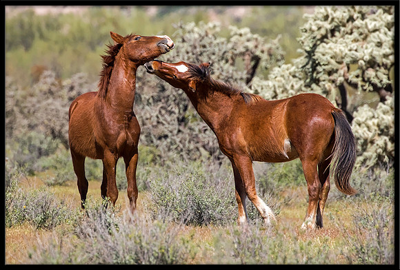 Salt River Wild Horse