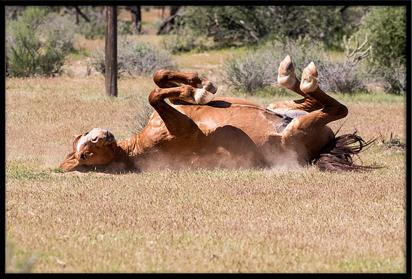 Salt River Wild Horse
